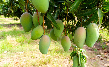 Centre approves Market Intervention Price for Andhra Pradesh's Totapuri mangoes | Centre approves Market Intervention Price for Andhra Pradesh's Totapuri mangoes Centre approves Market Intervention Price for Andhra Pradesh's Totapuri mangoes | Centre approves Market Intervention Price for Andhra Pradesh's Totapuri mangoes