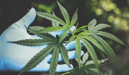 Hybrid cannabis smuggling surges: 373 kg seized, 77 arrested in 2025 with K’taka and Gujarat leading the list | Hybrid cannabis smuggling surges: 373 kg seized, 77 arrested in 2025 with K’taka and Gujarat leading the list Hybrid cannabis smuggling surges: 373 kg seized, 77 arrested in 2025 with K’taka and Gujarat leading the list | Hybrid cannabis smuggling surges: 373 kg seized, 77 arrested in 2025 with K’taka and Gujarat leading the list