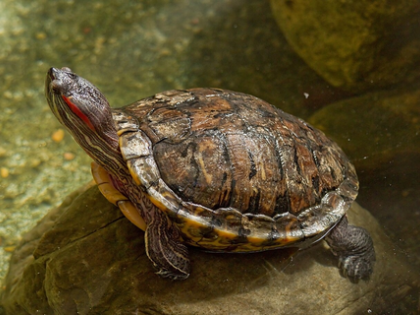 Bengal: Endangered species of soft-shell turtles recovered in Malda | Bengal: Endangered species of soft-shell turtles recovered in Malda Bengal: Endangered species of soft-shell turtles recovered in Malda | Bengal: Endangered species of soft-shell turtles recovered in Malda