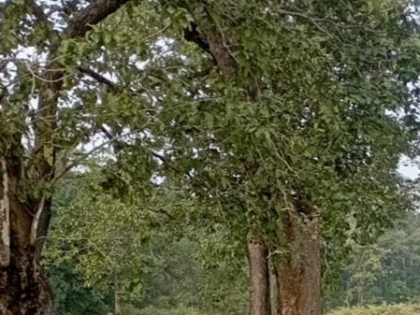 Forest rights expanded; over 25 lakh titles recognised across 20 states, one UT | Forest rights expanded; over 25 lakh titles recognised across 20 states, one UT Forest rights expanded; over 25 lakh titles recognised across 20 states, one UT | Forest rights expanded; over 25 lakh titles recognised across 20 states, one UT