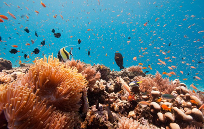 Tanzania beefs up efforts to safeguard biodiversity, strengthen blue economy | Tanzania beefs up efforts to safeguard biodiversity, strengthen blue economy