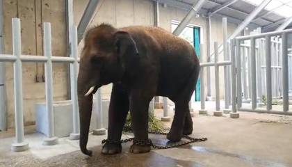 Karnataka elephants explore new surroundings in Japan | Karnataka elephants explore new surroundings in Japan
