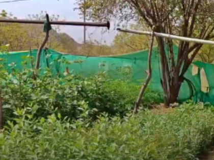 Rajasthan to plant 2.5 crore saplings in a single day on Hariyali Teej | Rajasthan to plant 2.5 crore saplings in a single day on Hariyali Teej Rajasthan to plant 2.5 crore saplings in a single day on Hariyali Teej | Rajasthan to plant 2.5 crore saplings in a single day on Hariyali Teej