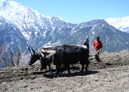 2,244 families practising chemical-free farming in Himachal’s remote Pangi | 2,244 families practising chemical-free farming in Himachal’s remote Pangi 2,244 families practising chemical-free farming in Himachal’s remote Pangi | 2,244 families practising chemical-free farming in Himachal’s remote Pangi