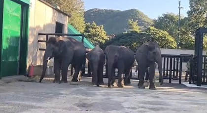 Bannerughatta Biological Park calls translocation of elephants to Japan 'unprecedented achievement', thanks Centre | Bannerughatta Biological Park calls translocation of elephants to Japan 'unprecedented achievement', thanks Centre