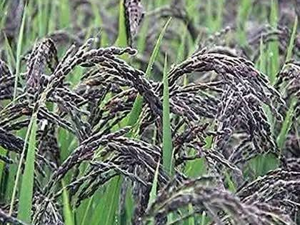 As ‘Karuppu Kavuni’ paddy sees price crash, TN farmers seek govt support | As ‘Karuppu Kavuni’ paddy sees price crash, TN farmers seek govt support As ‘Karuppu Kavuni’ paddy sees price crash, TN farmers seek govt support | As ‘Karuppu Kavuni’ paddy sees price crash, TN farmers seek govt support