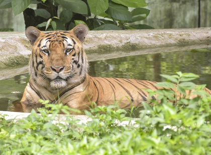 On International Tiger day, TN's Mudumalai Tiger Reserve records 28 pc rise in feline population | On International Tiger day, TN's Mudumalai Tiger Reserve records 28 pc rise in feline population