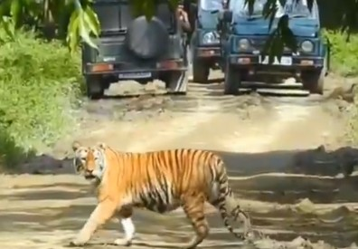 Assam not only protecting tigers, but reclaiming their kingdom: CM Sarma | Assam not only protecting tigers, but reclaiming their kingdom: CM Sarma