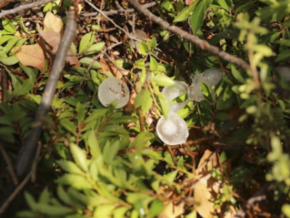 Climate change raises hailstorm risks for Australian major cities | Climate change raises hailstorm risks for Australian major cities Climate change raises hailstorm risks for Australian major cities | Climate change raises hailstorm risks for Australian major cities
