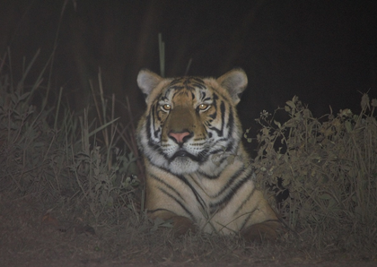 Assam’s Kaziranga, home to one-horned rhino, now ranks third globally in tiger density: Survey | Assam’s Kaziranga, home to one-horned rhino, now ranks third globally in tiger density: Survey