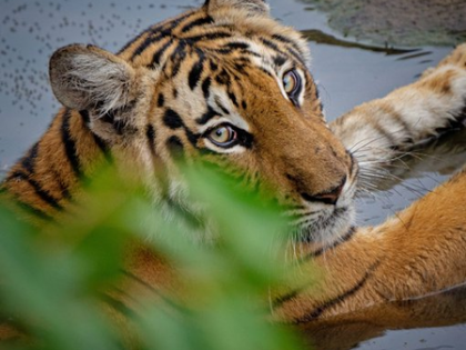 TN roars with pride on International Tiger Day, says CM Stalin | TN roars with pride on International Tiger Day, says CM Stalin TN roars with pride on International Tiger Day, says CM Stalin | TN roars with pride on International Tiger Day, says CM Stalin