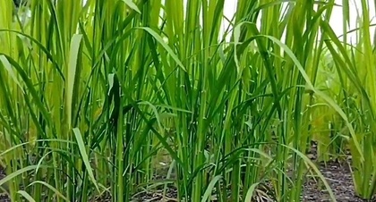 Himachal Pradesh: Last date for insurance of maize, paddy crops in Kangra extended to July 31 | Himachal Pradesh: Last date for insurance of maize, paddy crops in Kangra extended to July 31 Himachal Pradesh: Last date for insurance of maize, paddy crops in Kangra extended to July 31 | Himachal Pradesh: Last date for insurance of maize, paddy crops in Kangra extended to July 31