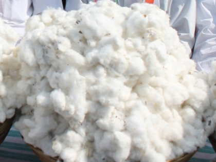 Cotton and groundnut cultivation crosses 20 lakh hectares each in Gujarat | Cotton and groundnut cultivation crosses 20 lakh hectares each in Gujarat