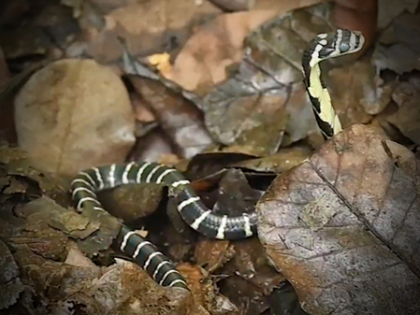 King Cobra hatchlings released in Andhra forest under conservation initiative | King Cobra hatchlings released in Andhra forest under conservation initiative King Cobra hatchlings released in Andhra forest under conservation initiative | King Cobra hatchlings released in Andhra forest under conservation initiative
