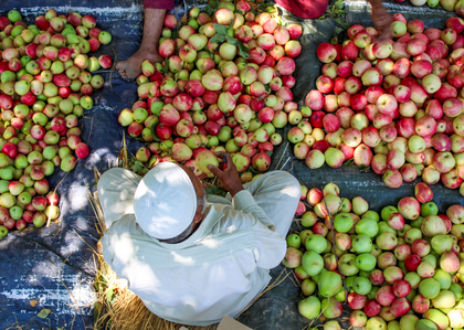 Big relief for Kashmir apple growers, daily parcel train to Delhi from Sep 13 | Big relief for Kashmir apple growers, daily parcel train to Delhi from Sep 13 Big relief for Kashmir apple growers, daily parcel train to Delhi from Sep 13 | Big relief for Kashmir apple growers, daily parcel train to Delhi from Sep 13