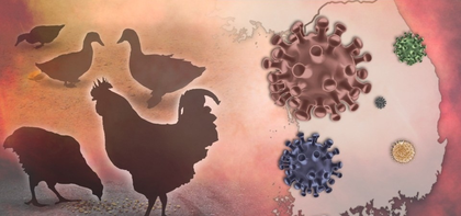 South Africa's Western Cape confirms bird flu outbreaks, urges public vigilance | South Africa's Western Cape confirms bird flu outbreaks, urges public vigilance South Africa's Western Cape confirms bird flu outbreaks, urges public vigilance | South Africa's Western Cape confirms bird flu outbreaks, urges public vigilance