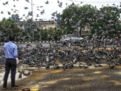 Maha: Mumbai registers first FIR for feeding pigeons | Maha: Mumbai registers first FIR for feeding pigeons Maha: Mumbai registers first FIR for feeding pigeons | Maha: Mumbai registers first FIR for feeding pigeons