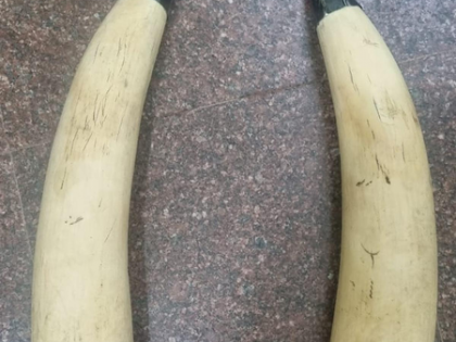 Three elephant tusks seized in Tripura; suspect on the run | Three elephant tusks seized in Tripura; suspect on the run