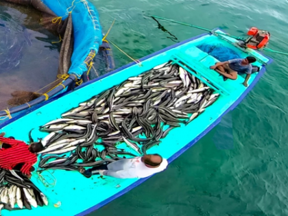 Gujarat ranks 2nd in marine fish production, estimated to be 10.37 lakh MT in 2024-25 | Gujarat ranks 2nd in marine fish production, estimated to be 10.37 lakh MT in 2024-25