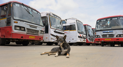 Animal activists urge police protection for feeders as tensions rise over stray dogs | Animal activists urge police protection for feeders as tensions rise over stray dogs