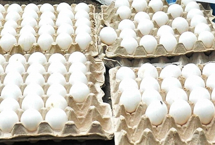 US tariffs leaves Rs 20 crore egg consignment stranded in TN's Namakkal | US tariffs leaves Rs 20 crore egg consignment stranded in TN's Namakkal US tariffs leaves Rs 20 crore egg consignment stranded in TN's Namakkal | US tariffs leaves Rs 20 crore egg consignment stranded in TN's Namakkal