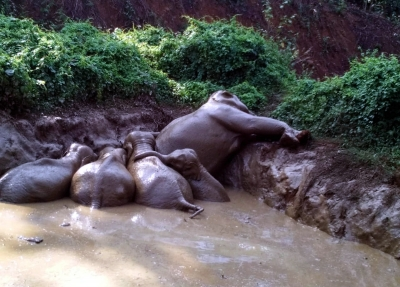 Carcasses of five wild elephants found in Kerala’s Ernakulam forests | Carcasses of five wild elephants found in Kerala’s Ernakulam forests