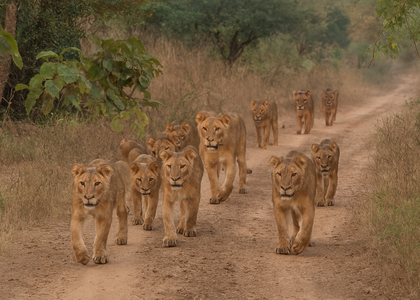 World Lion Day 2025 to be celebrated in Gujarat sanctuary tomorrow | World Lion Day 2025 to be celebrated in Gujarat sanctuary tomorrow