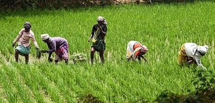 Farmers slam poor canal maintenance in TN's Madurai ahead of Samba paddy season | Farmers slam poor canal maintenance in TN's Madurai ahead of Samba paddy season Farmers slam poor canal maintenance in TN's Madurai ahead of Samba paddy season | Farmers slam poor canal maintenance in TN's Madurai ahead of Samba paddy season