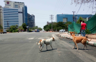 Supreme Court orders immediate removal of stray dogs from Delhi-NCR streets | Supreme Court orders immediate removal of stray dogs from Delhi-NCR streets