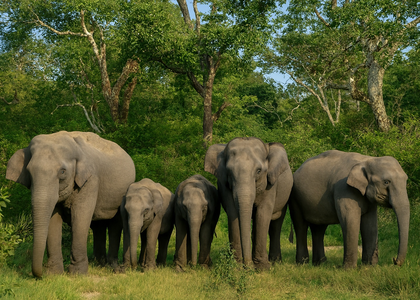 World Elephant Day: Conservation plans to be discussed in Coimbatore tomorrow | World Elephant Day: Conservation plans to be discussed in Coimbatore tomorrow