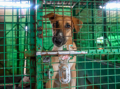 Amid uproar, larger SC bench to again hear stray dogs case today | Amid uproar, larger SC bench to again hear stray dogs case today Amid uproar, larger SC bench to again hear stray dogs case today | Amid uproar, larger SC bench to again hear stray dogs case today