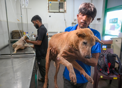 SC modifies earlier directions on stray dogs; orders their release post sterilisation, immunisation | SC modifies earlier directions on stray dogs; orders their release post sterilisation, immunisation SC modifies earlier directions on stray dogs; orders their release post sterilisation, immunisation | SC modifies earlier directions on stray dogs; orders their release post sterilisation, immunisation