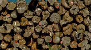 Myanmar seizes over 66.6 tonnes of illegal timbers, arrests 29 offenders | Myanmar seizes over 66.6 tonnes of illegal timbers, arrests 29 offenders Myanmar seizes over 66.6 tonnes of illegal timbers, arrests 29 offenders | Myanmar seizes over 66.6 tonnes of illegal timbers, arrests 29 offenders