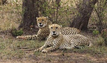 'Uninhibited and unchained': Jwala's 130-km dash puts India’s wildlife corridor to test | 'Uninhibited and unchained': Jwala's 130-km dash puts India’s wildlife corridor to test 'Uninhibited and unchained': Jwala's 130-km dash puts India’s wildlife corridor to test | 'Uninhibited and unchained': Jwala's 130-km dash puts India’s wildlife corridor to test