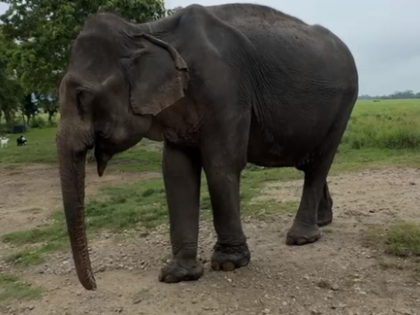 ‘Mohanmala’ oldest and last matriarch at Kaziranga National Park dies | ‘Mohanmala’ oldest and last matriarch at Kaziranga National Park dies