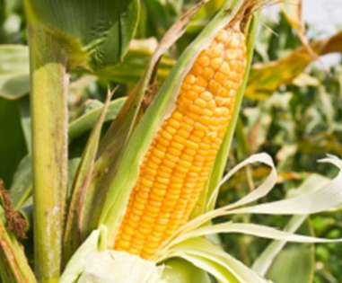 Kharif maize crop sees 16.27 pc increase in Punjab, says minister | Kharif maize crop sees 16.27 pc increase in Punjab, says minister
