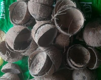 Once waste, now ‘gold’: Demand drives coconut shell prices to record high in Kerala | Once waste, now ‘gold’: Demand drives coconut shell prices to record high in Kerala