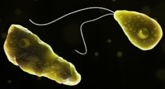 11-year-old girl diagnosed with amoebic meningitis in Kerala; cases rise to 3 | 11-year-old girl diagnosed with amoebic meningitis in Kerala; cases rise to 3