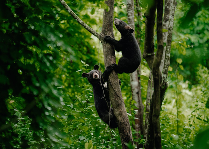 Two orphaned Asiatic black bears released in Assam national park after 6 months of care in Kaziranga | Two orphaned Asiatic black bears released in Assam national park after 6 months of care in Kaziranga