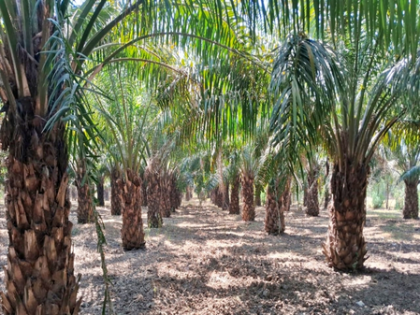 Gujarat leads in oil palm drive with over 1,000 MT annual production: Govt | Gujarat leads in oil palm drive with over 1,000 MT annual production: Govt