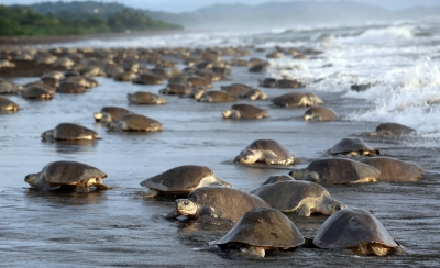 Elite marine force to protect Chennai‘s turtle beaches, fragile habitats | Elite marine force to protect Chennai‘s turtle beaches, fragile habitats