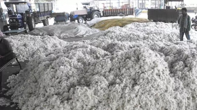 TN cotton farmers demand production subsidy as prices face sharp decline | TN cotton farmers demand production subsidy as prices face sharp decline