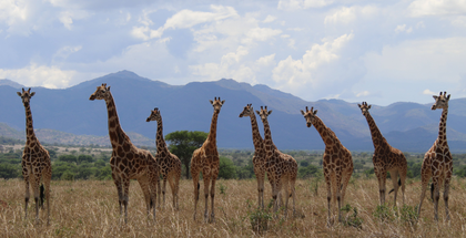 Four giraffe species officially recognised in major scientific reclassification: IUCN report | Four giraffe species officially recognised in major scientific reclassification: IUCN report