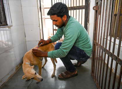 Salem leads TN in dog bite cases with 4 rabies deaths in 2025 | Salem leads TN in dog bite cases with 4 rabies deaths in 2025 Salem leads TN in dog bite cases with 4 rabies deaths in 2025 | Salem leads TN in dog bite cases with 4 rabies deaths in 2025