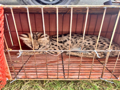 BSF troopers thwart animal smuggling attempt along India-B'desh border | BSF troopers thwart animal smuggling attempt along India-B'desh border BSF troopers thwart animal smuggling attempt along India-B'desh border | BSF troopers thwart animal smuggling attempt along India-B'desh border