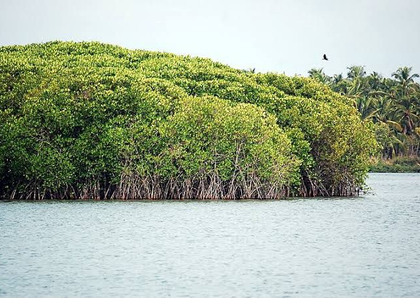 No funds available, TN's Thuraimangalam Lake restoration gets delayed | No funds available, TN's Thuraimangalam Lake restoration gets delayed No funds available, TN's Thuraimangalam Lake restoration gets delayed | No funds available, TN's Thuraimangalam Lake restoration gets delayed
