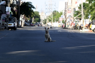 TN BJP leader urges CM Stalin to act on Tamil Nadu’s stray dog crisis | TN BJP leader urges CM Stalin to act on Tamil Nadu’s stray dog crisis