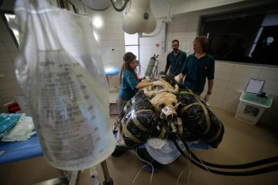 India launches first-ever national guidelines for animal blood transfusion, blood banks | India launches first-ever national guidelines for animal blood transfusion, blood banks India launches first-ever national guidelines for animal blood transfusion, blood banks | India launches first-ever national guidelines for animal blood transfusion, blood banks
