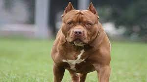 TN govt sets September 30 deadline for dog breeders, shops to register after pit bull attack | TN govt sets September 30 deadline for dog breeders, shops to register after pit bull attack