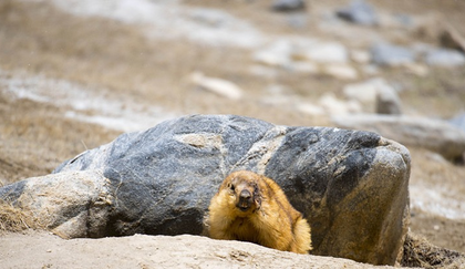 Mongolia issues bubonic plague warning after 22 dead marmots seized by police | Mongolia issues bubonic plague warning after 22 dead marmots seized by police